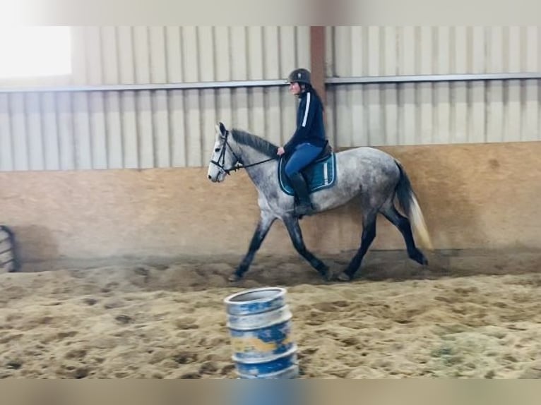 Connemara Mare 4 years 14 hh Gray in Sligo