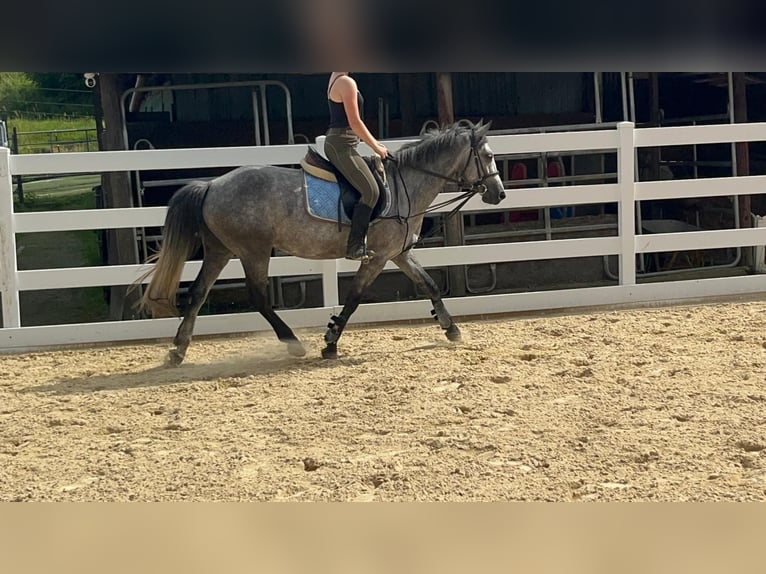 Connemara Mare 4 years 14 hh Grey-Blue-Tan in Morsbach