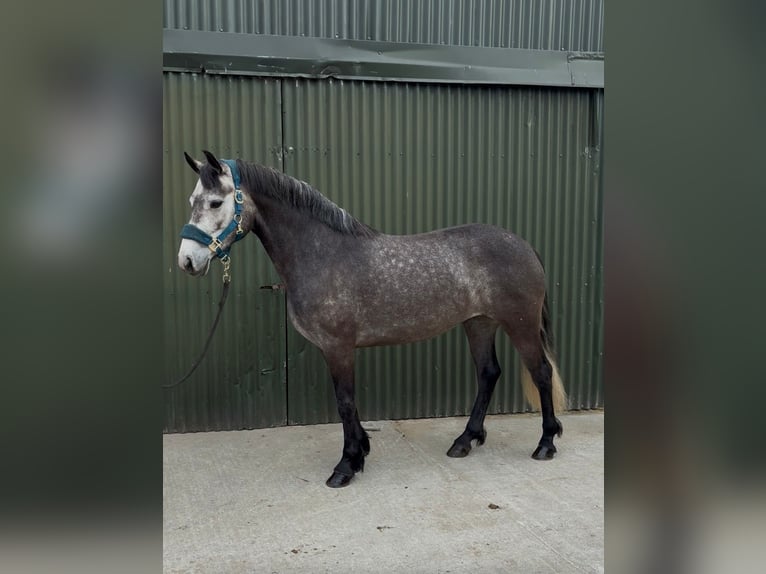 Connemara Mare 4 years 14 hh Grey-Dapple in Sligo