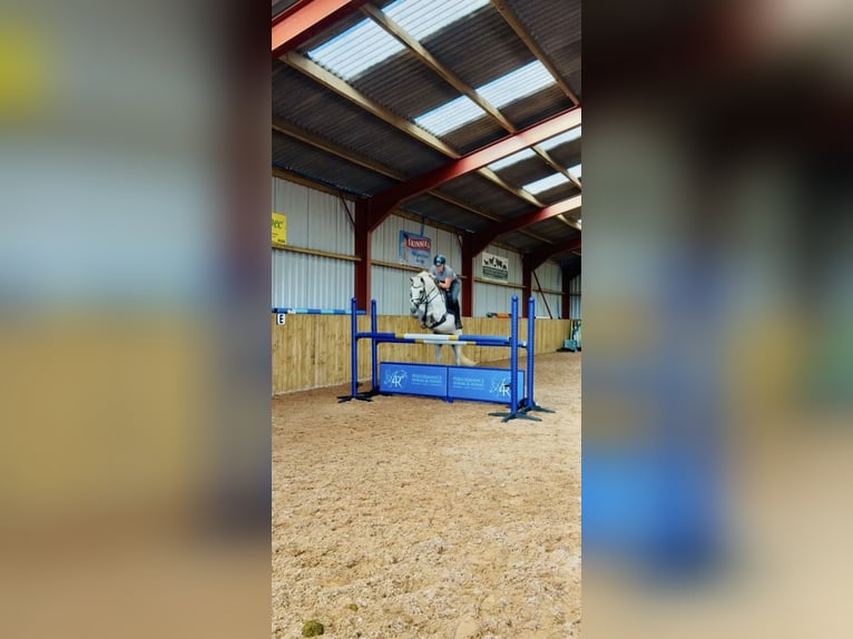 Connemara Mare 4 years 14 hh Grey in Valley Park