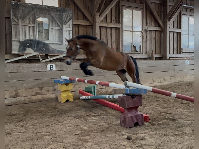 Connemara Mare 4 years 14,1 hh Brown in P&#xE4;hl
