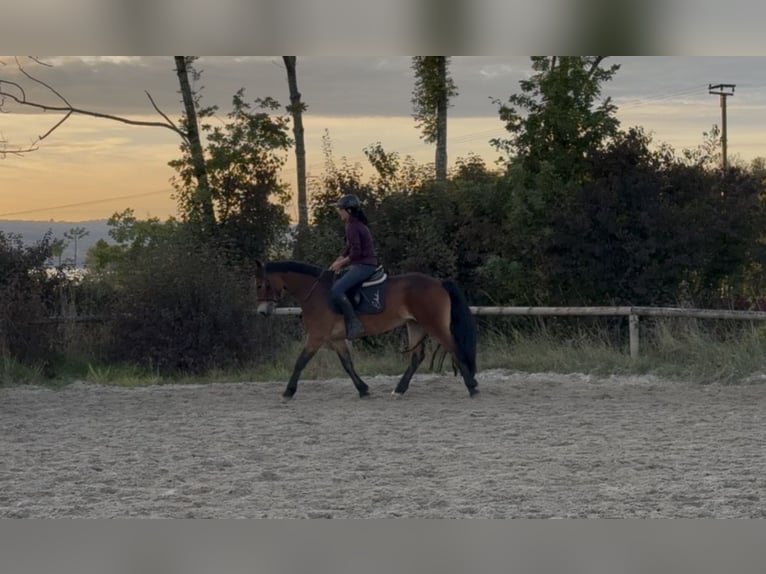 Connemara Mare 4 years 14,1 hh Brown in P&#xE4;hl