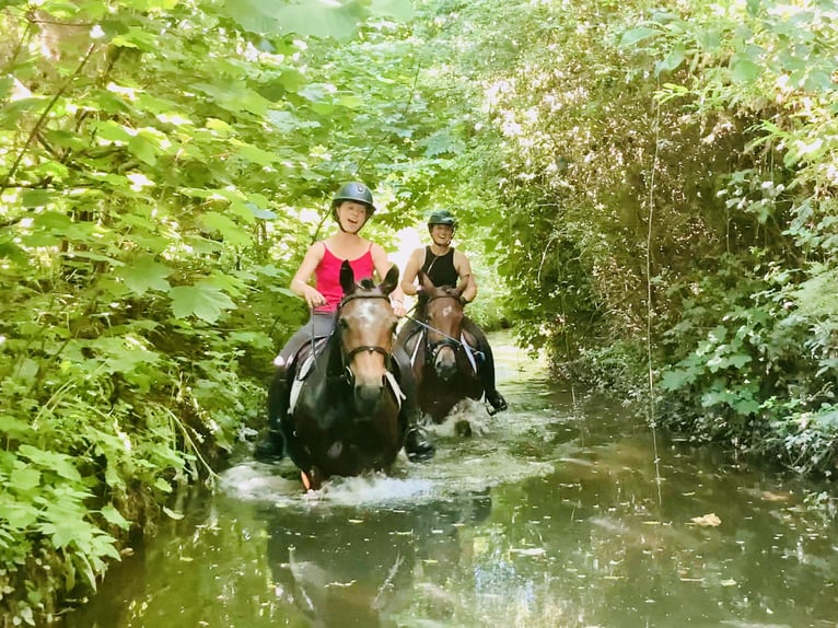 Connemara Mare 4 years 14,1 hh Brown in Mountrath