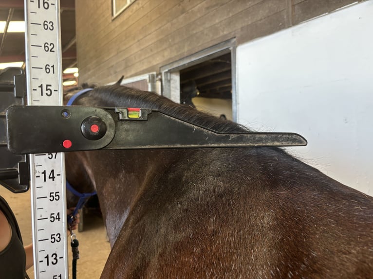 Connemara Mare 4 years 14,1 hh Brown in Mountrath