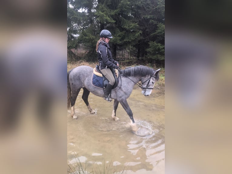 Connemara Mix Mare 4 years 14,1 hh Grey-Blue-Tan in Morsbach