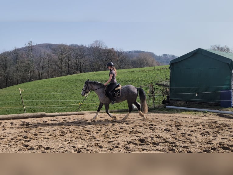 Connemara Mix Mare 4 years 14,1 hh Grey-Blue-Tan in Morsbach