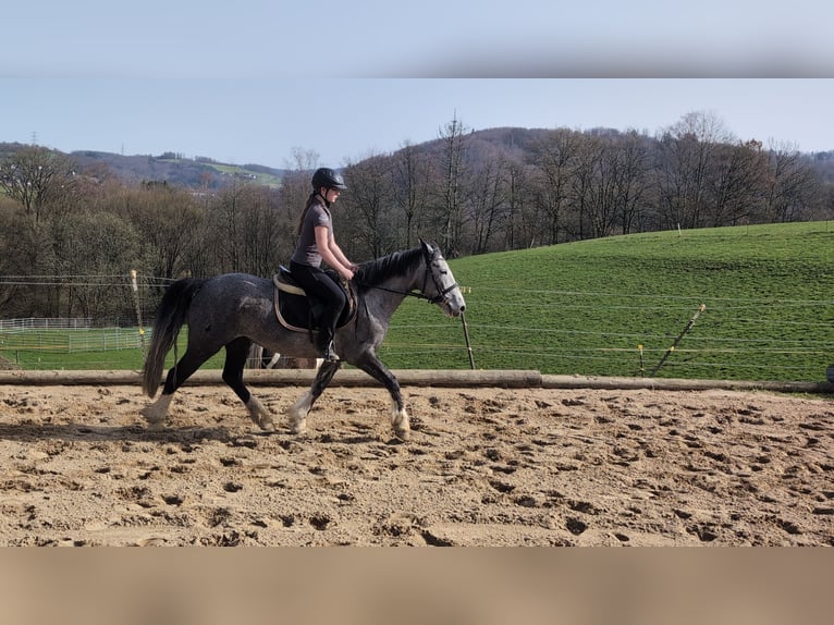 Connemara Mix Mare 4 years 14,1 hh Grey-Blue-Tan in Morsbach