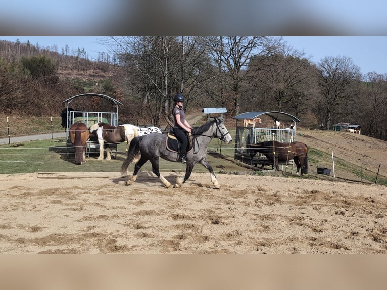 Connemara Mix Mare 4 years 14,1 hh Grey-Blue-Tan in Morsbach