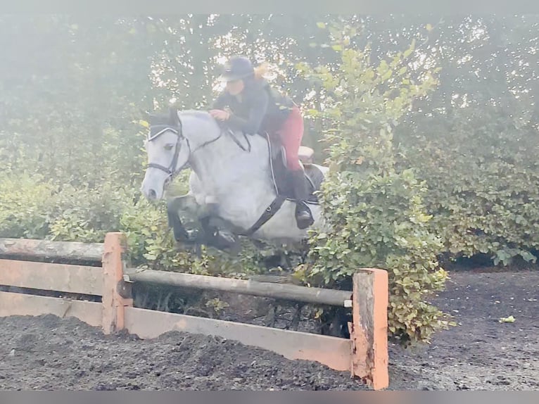 Connemara Mare 4 years 14,1 hh Grey in Mountrath