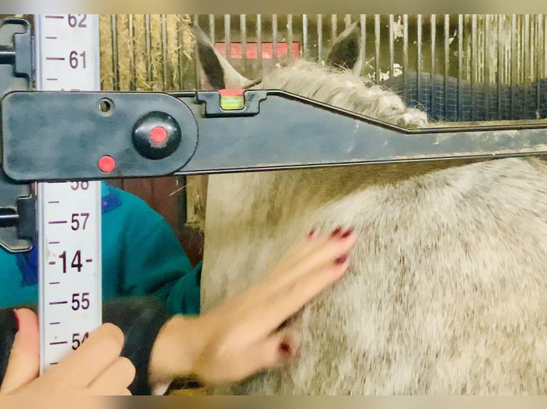 Connemara Mare 4 years 14,1 hh Grey in Mountrath