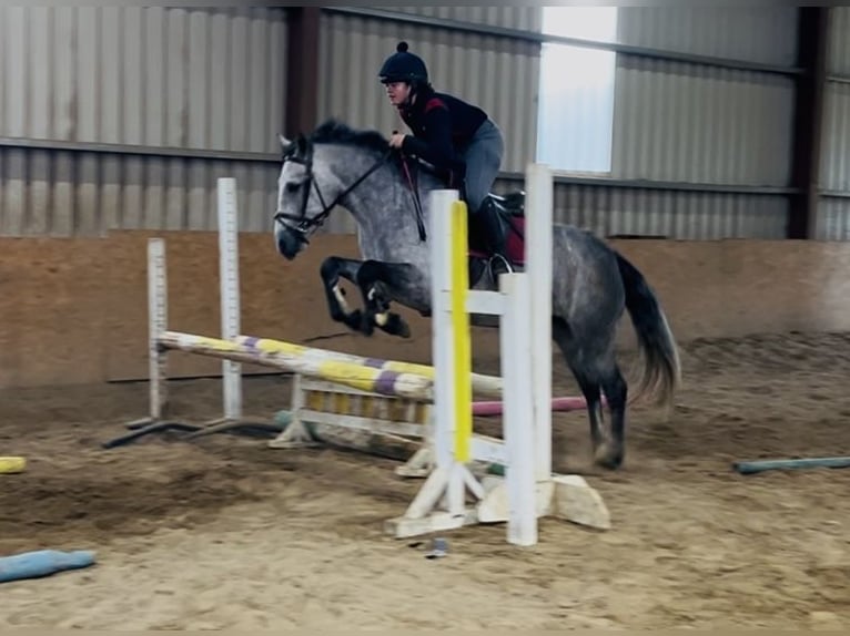 Connemara Mare 4 years 14,1 hh Grey in Sligo