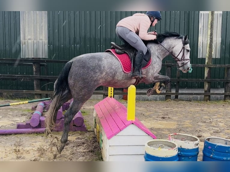 Connemara Mare 4 years 14,1 hh Grey in Sligo