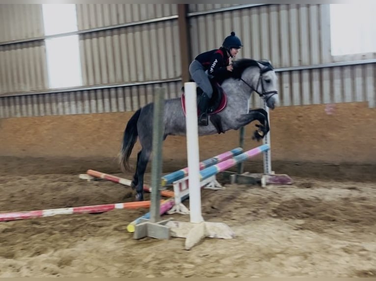 Connemara Mare 4 years 14,1 hh Grey in Sligo