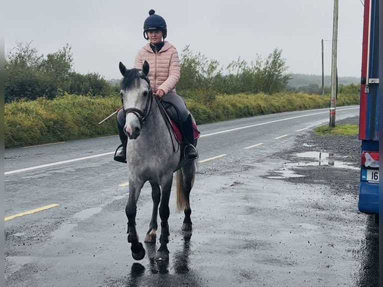 Connemara Mare 4 years 14,1 hh Grey in Sligo
