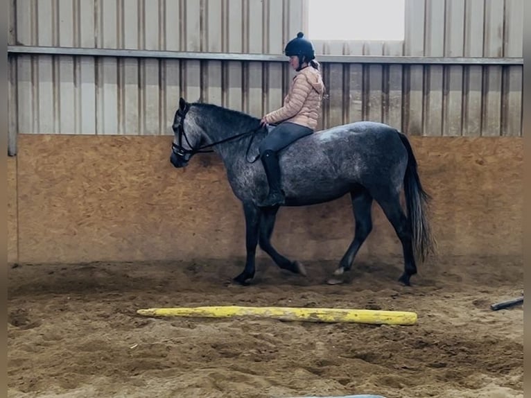 Connemara Mare 4 years 14,1 hh Grey in Sligo