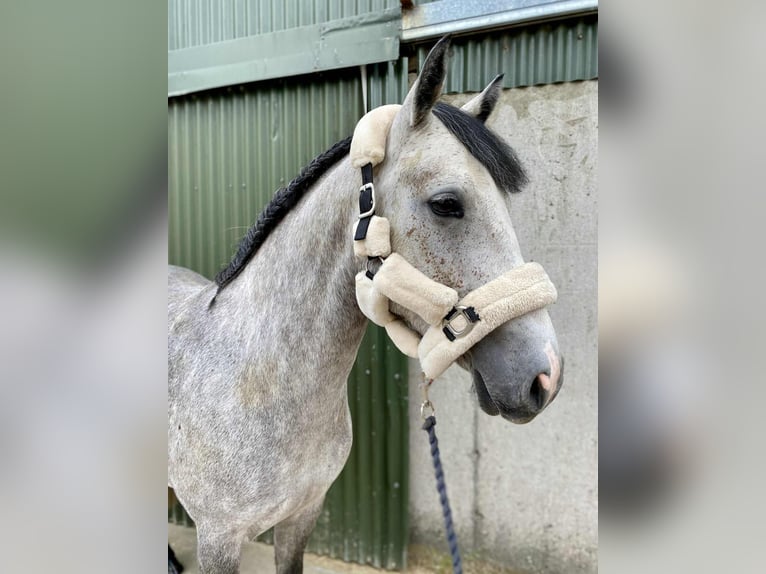 Connemara Mare 4 years 14,1 hh Grey in Sligo