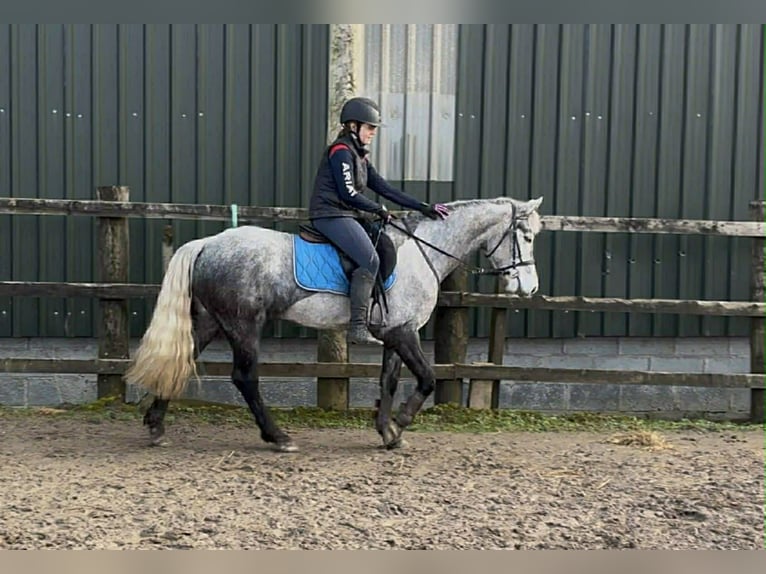 Connemara Mare 4 years 14,1 hh Grey in Sligo