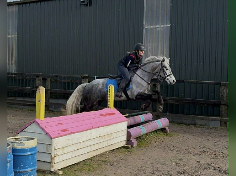 Connemara Mare 4 years 14,1 hh Grey in Sligo