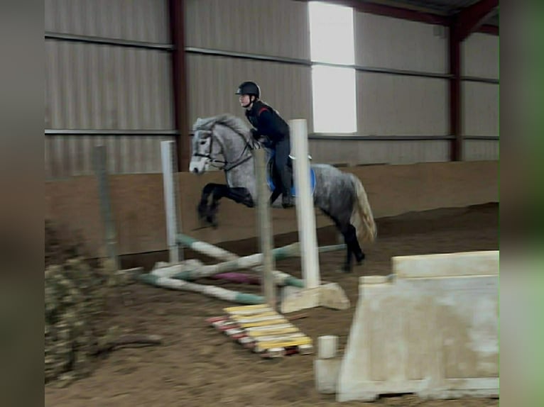 Connemara Mare 4 years 14,1 hh Grey in Sligo