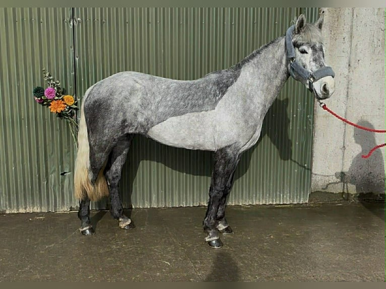 Connemara Mare 4 years 14,1 hh Grey in Sligo