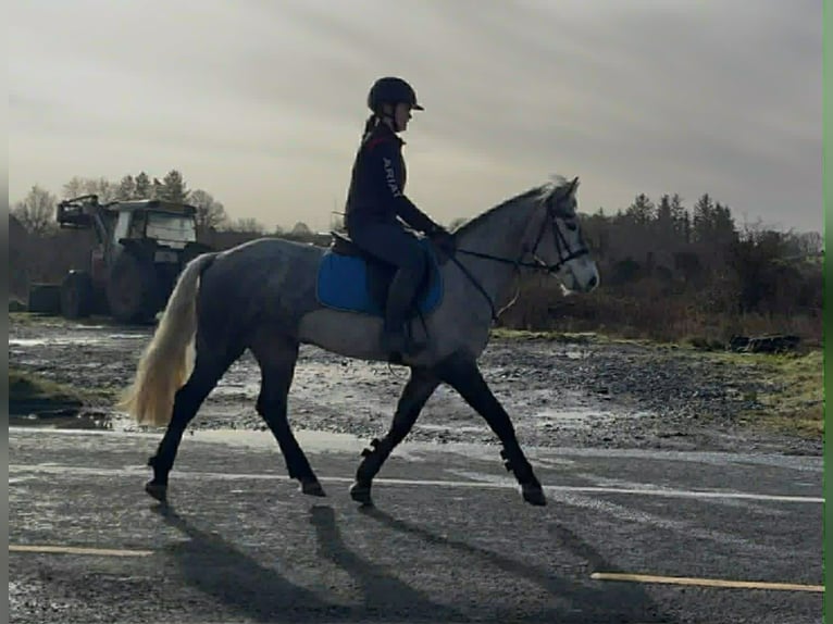 Connemara Mare 4 years 14,1 hh Grey in Sligo