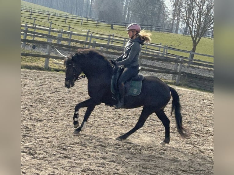 Connemara Mare 4 years 14,1 hh Smoky-Black in Altenholz