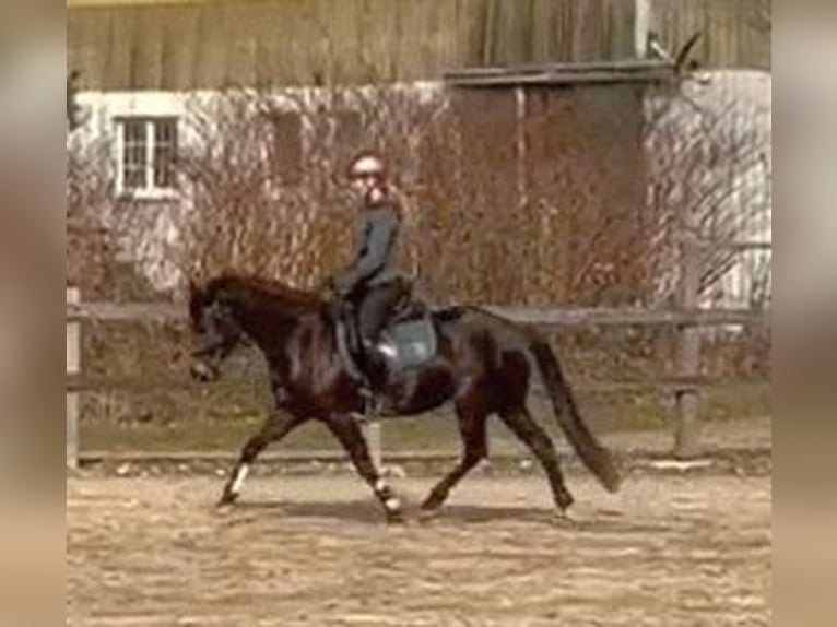 Connemara Mare 4 years 14,1 hh Smoky-Black in Altenholz