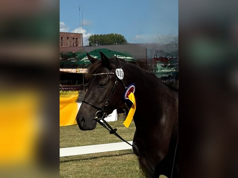 Connemara Mare 4 years 14,1 hh Smoky-Black in Altenholz