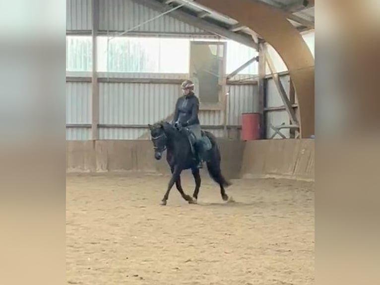 Connemara Mare 4 years 14,1 hh Smoky-Black in Altenholz
