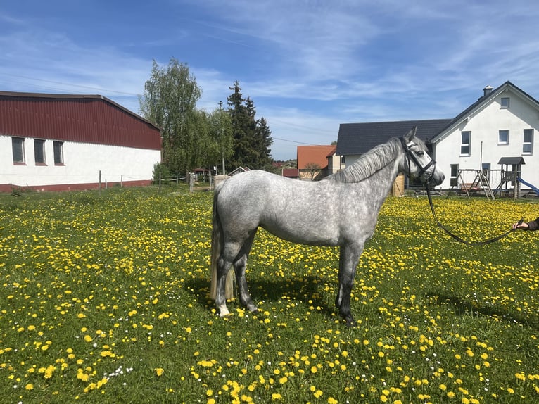 Connemara Mare 4 years 14,1 hh White in Lonsee