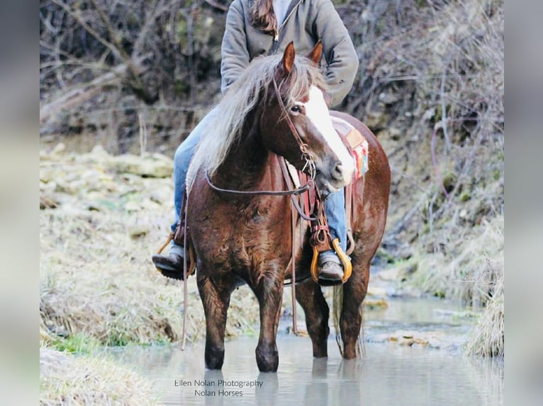 Connemara Mare 4 years 14,2 hh Chestnut in Peosta