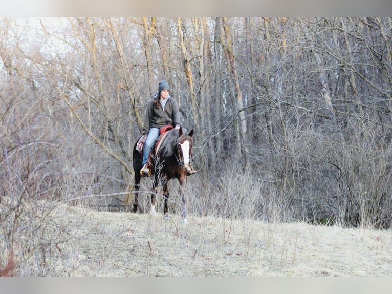 Connemara Mare 4 years 14,2 hh Chestnut in Peosta