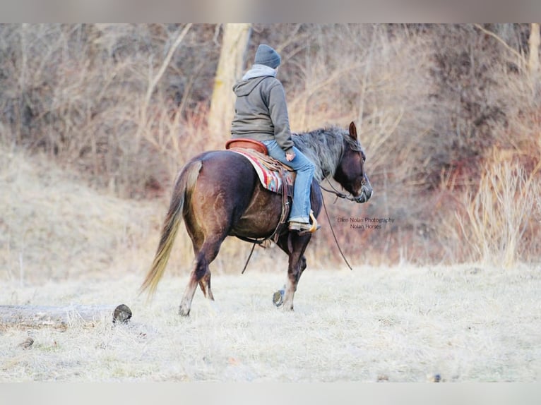 Connemara Mare 4 years 14,2 hh Chestnut in Peosta
