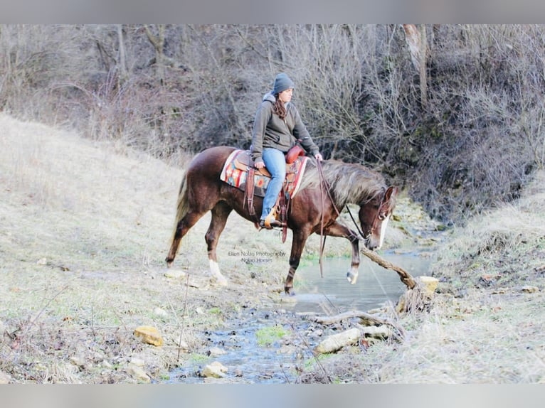 Connemara Mare 4 years 14,2 hh Chestnut in Peosta