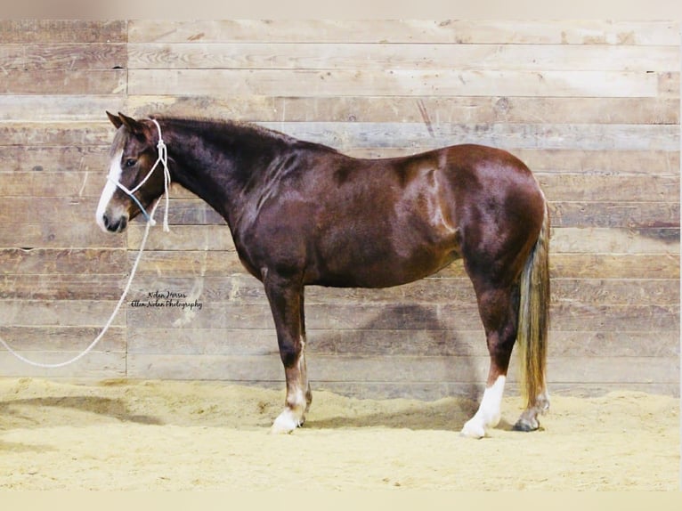 Connemara Mare 4 years 14,2 hh Chestnut in Peosta