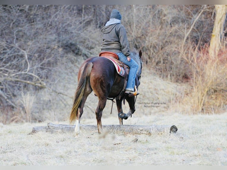 Connemara Mare 4 years 14,2 hh Chestnut in Peosta
