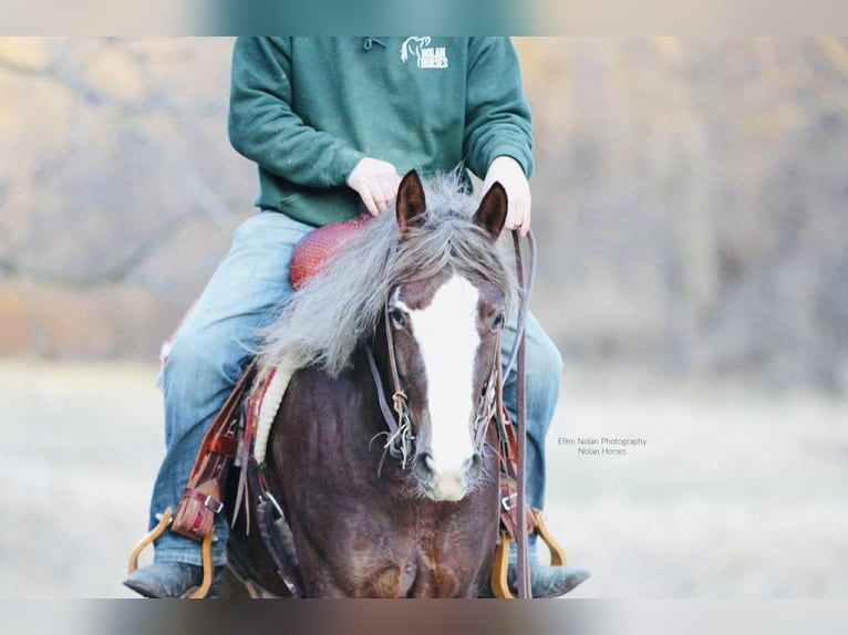 Connemara Mare 4 years 14,2 hh Chestnut in Peosta