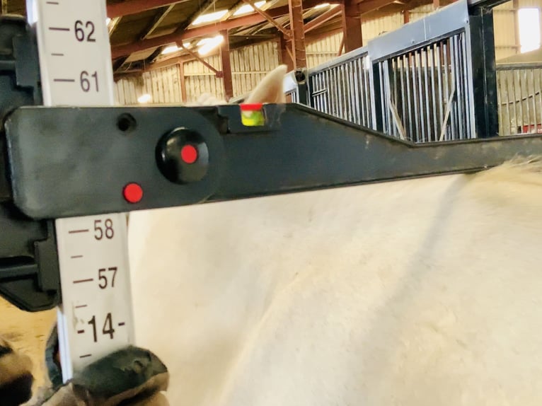 Connemara Mare 4 years 14,2 hh Cremello in Mountrath