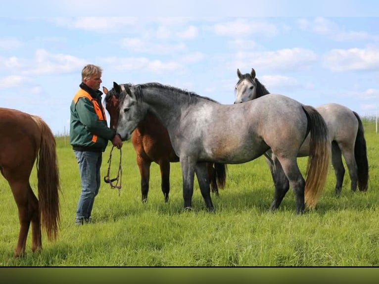 Connemara Mare 4 years 14,2 hh Gray in Sulzheim