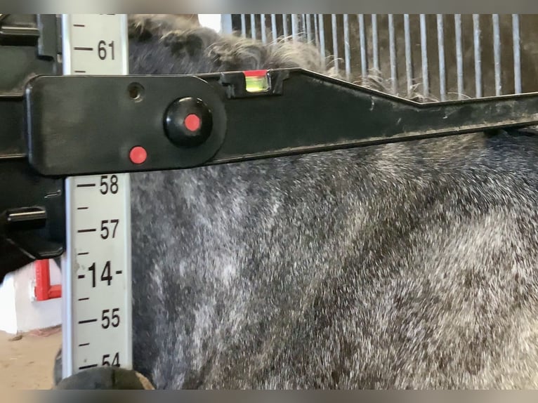 Connemara Mare 4 years 14,2 hh Gray in Mountrath