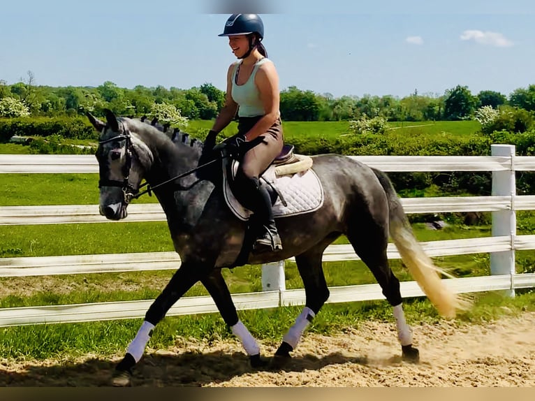 Connemara Mare 4 years 14,2 hh Gray in Mountrath