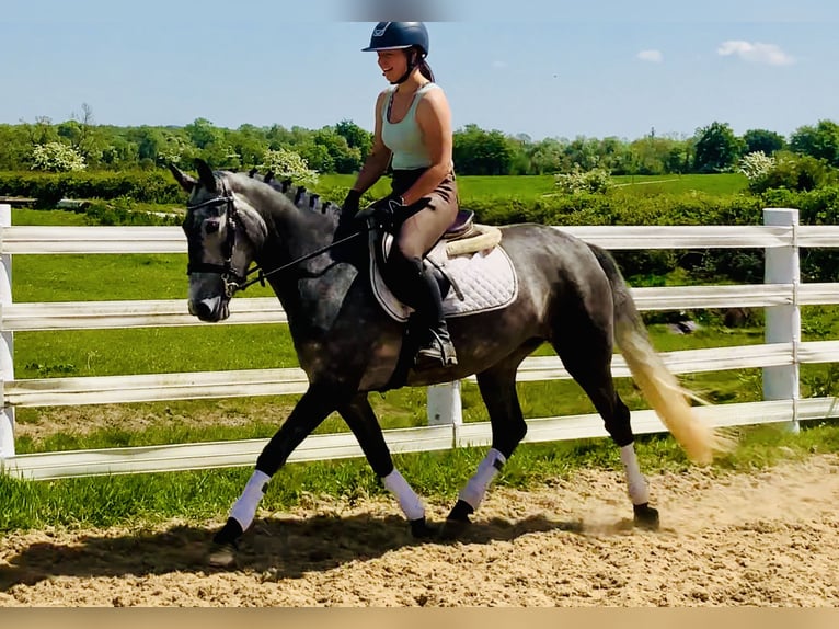 Connemara Mare 4 years 14,2 hh Gray in Mountrath