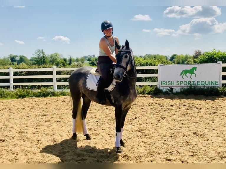 Connemara Mare 4 years 14,2 hh Gray in Mountrath