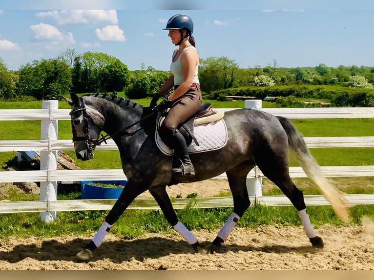 Connemara Mare 4 years 14,2 hh Gray in Mountrath