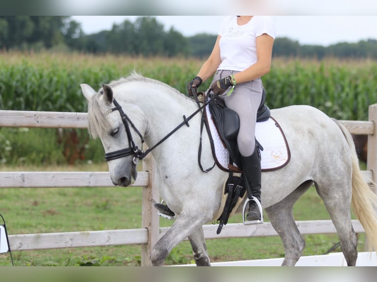 Connemara Mare 4 years 14,2 hh Grey-Blue-Tan in Bogaarden