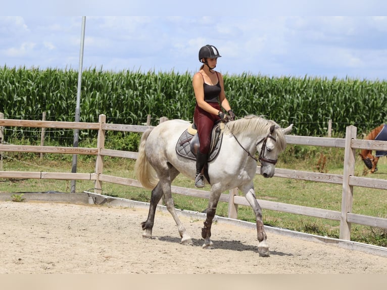 Connemara Mare 4 years 14,2 hh Grey-Blue-Tan in Bogaarden