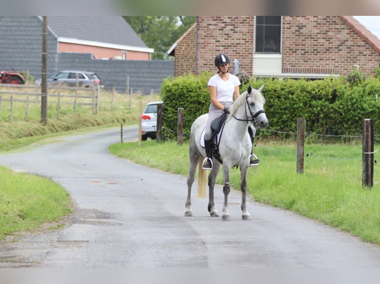 Connemara Mare 4 years 14,2 hh Grey-Blue-Tan in Bogaarden