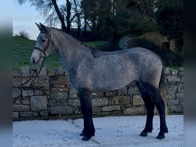 Connemara Mare 4 years 14,2 hh Grey in Newry
