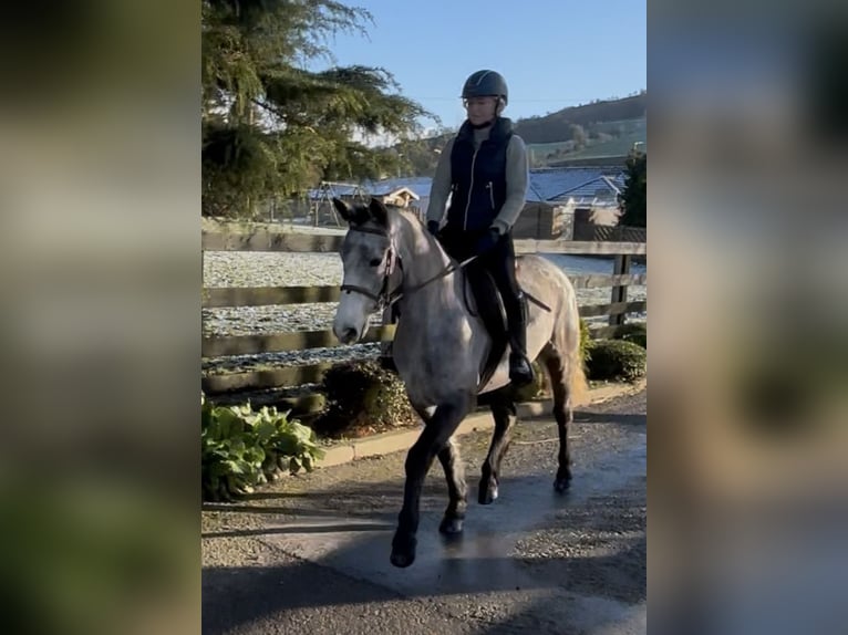 Connemara Mare 4 years 14,2 hh Grey in Newry