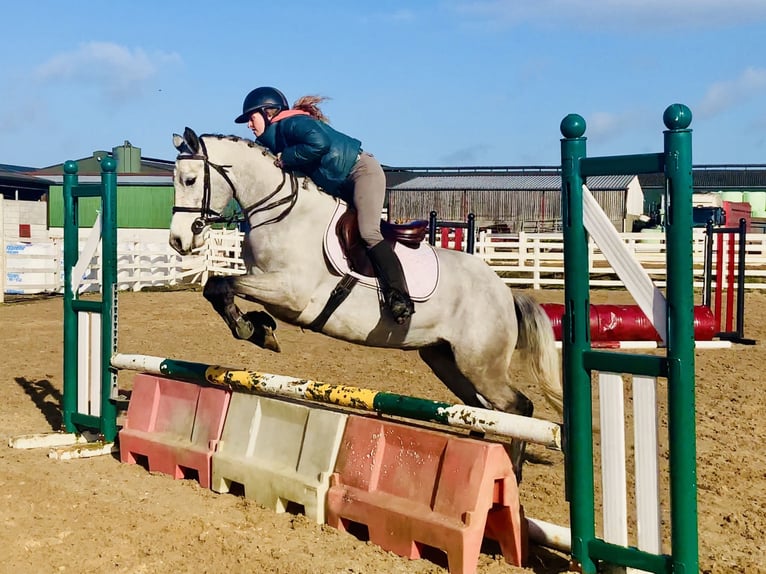 Connemara Mare 4 years 14,2 hh Grey in Mountrath